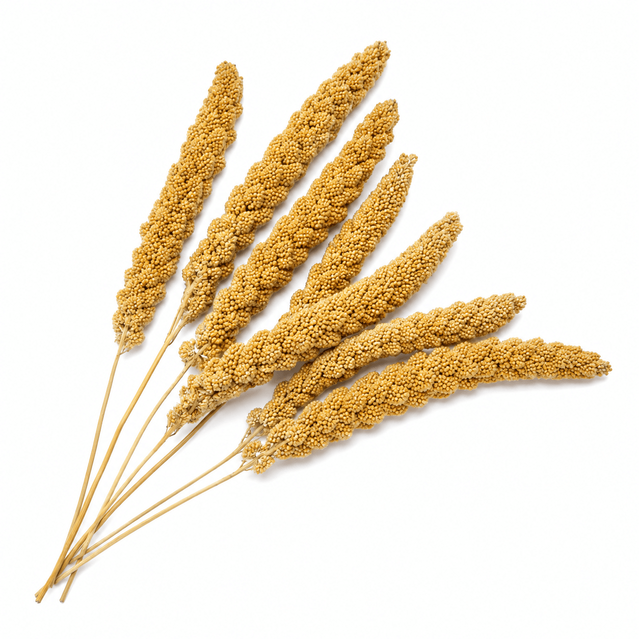 ارزن خوشه ای